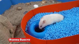 САМЫЙ БОЛЬШОЙ ЛАБИРИНТ для хомяка ! Выбираемся вместе !
