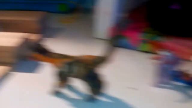 Школа зверей #2 смотреть онлайн