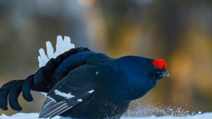 За Тетеревом Косачем в Тайгу Марийскую.