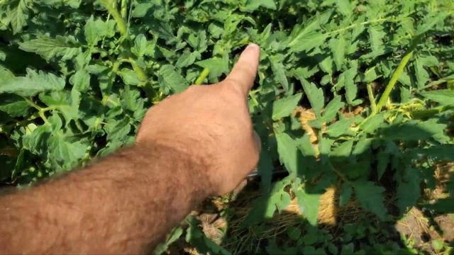 Формировка и подвязка томатов и огурцов в одном видео. смотреть онлайн