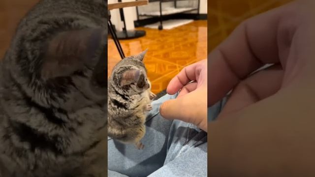 🧐🐵😮💨 The Craziest Animals That Look So Adorable смотреть онлайн