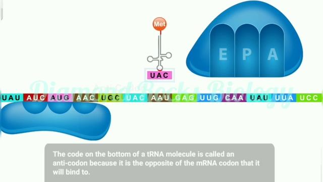 Translation | translation animation | translation process class 12 смотреть онлайн