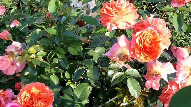 20240715_070408.mp4 смотреть онлайн