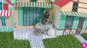 ШКОЛА ХОМЯЧКОВ в ГОРОДЕ