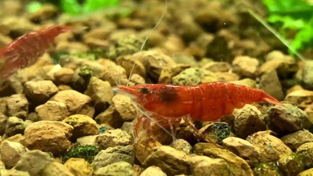 Аквариумные пресноводные креветки вишня (cherry) смотреть онлайн