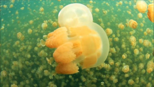 Diving Palau 2012 HD Tauchen csabak смотреть онлайн