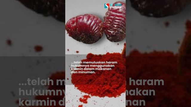 Karmin Halal atau Haram? Ini Penjelasan Resmi dari LPPOM MUI смотреть онлайн