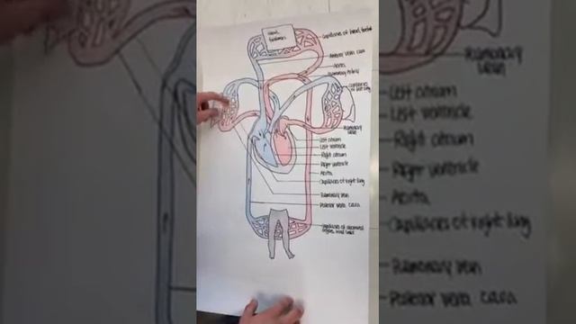 James Yu ap bio смотреть онлайн