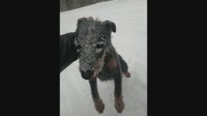 Охота с Ягдтерьером на Лося зимой в - 30.