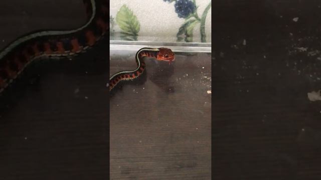 Thamnophis sirtalis infernalis кормление смотреть онлайн