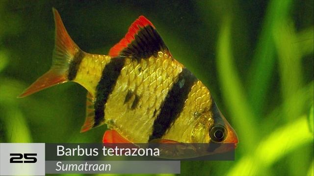 AQUARIUM FISH - top 50 MOST KEPT aquarium fish смотреть онлайн