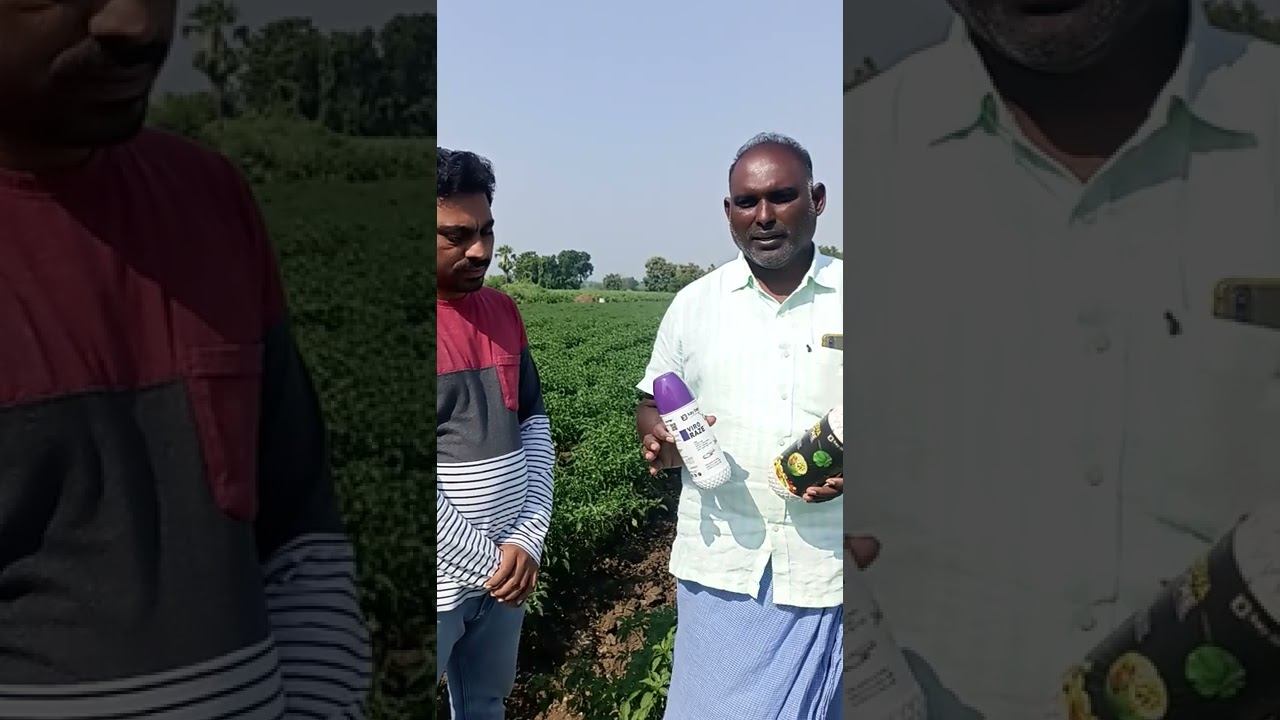 For Virus control In chilly fields Viro raze+Nova ZYME....... смотреть онлайн