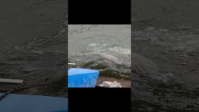 VID_20241115_123857 смотреть онлайн