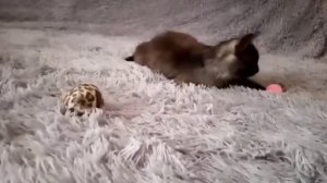 Вышел на дискач парень танцевать