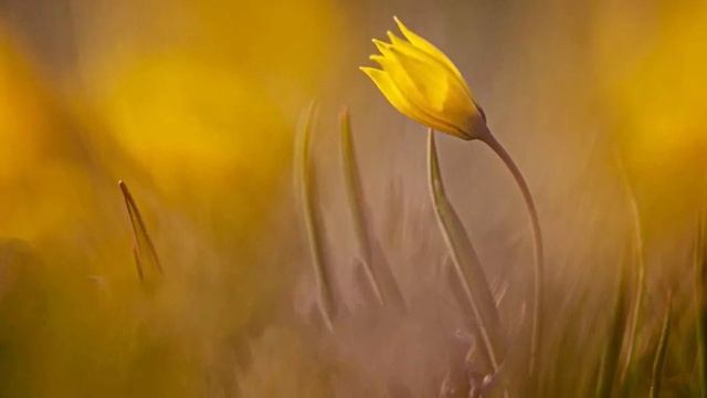 939. ♫ .«UNE VIE D AMOUR», (Жизнь любви) смотреть онлайн