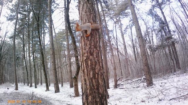 Опять белка пришла. смотреть онлайн
