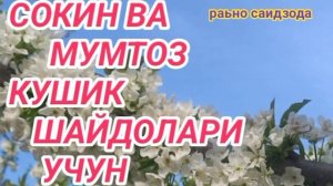 ТЕРМА СОКИН КУШИКЛАР