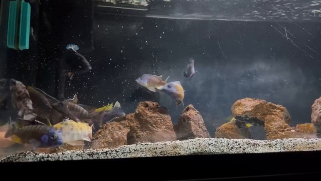 Should You Keep Mbuna and Peacock Cichlids Together? смотреть онлайн