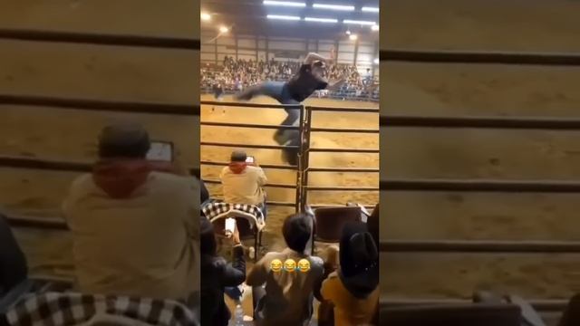 Месть говядины 😂😂😂 смотреть онлайн