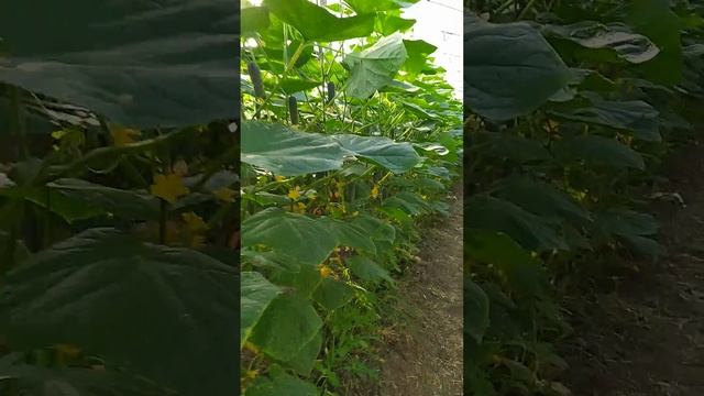 лютый готов к сбору смотреть онлайн