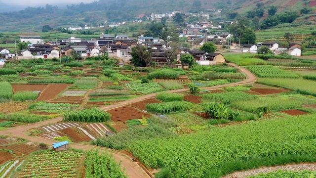 「云南牛味百态」牛肚——麻辣火锅的灵魂食材【滇西小哥】