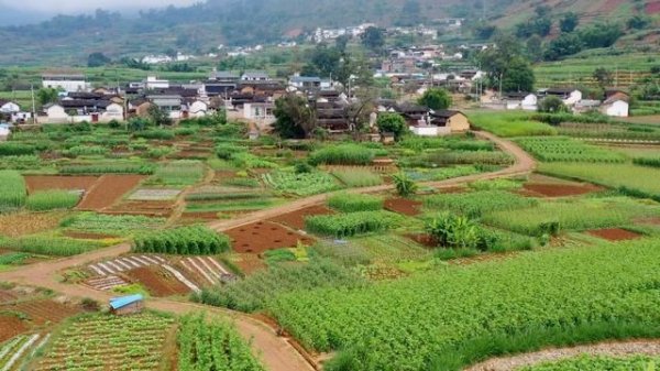 「云南牛味百态」牛肚——麻辣火锅的灵魂食材【滇西小哥】