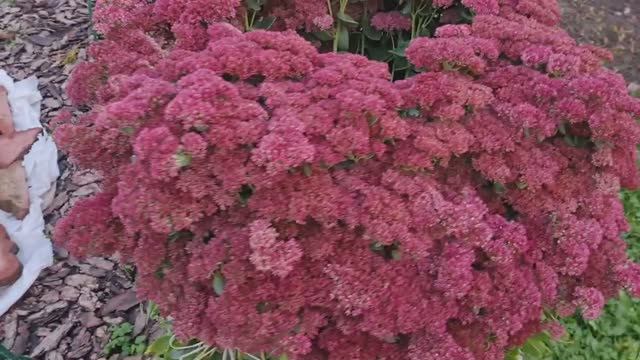 Розы готовы к укрытию, дуги расставлены 16.10.24 г.🌹Ленобласть.Уют на даче.🏡 смотреть онлайн