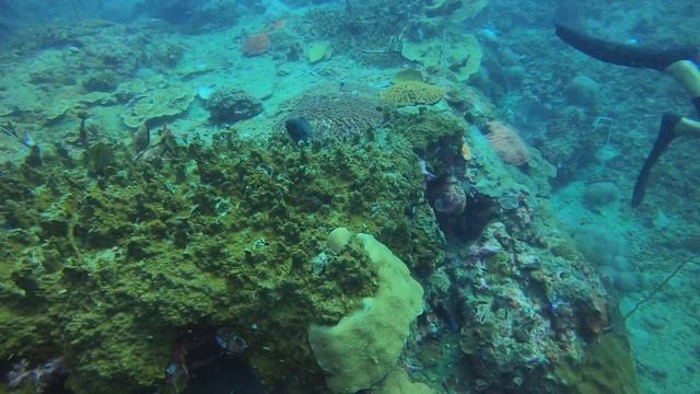 Fun diving session in Phi Phi Islands - Thailand смотреть онлайн