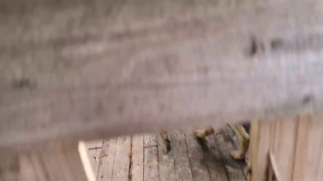 Снежа, Петровна и Жужа на прогулке смотреть онлайн