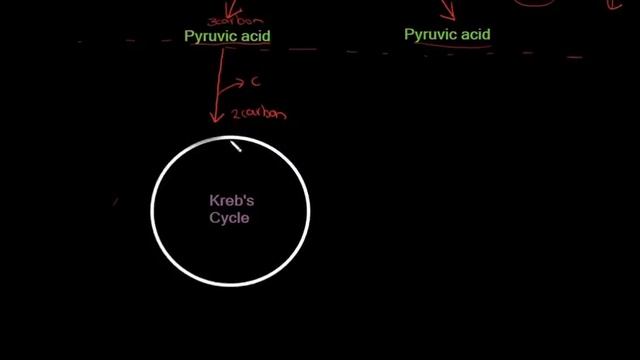 Grade 11 Life Sciences Cellular Respiration смотреть онлайн