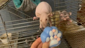 ЗАПУСТИЛА ЛАПКУ АНТИСТРЕСС ТАБА К КРЫСАМ! ЛАПКА АНТИСТРЕСС ТАБА ПРОТИВ КРЫС