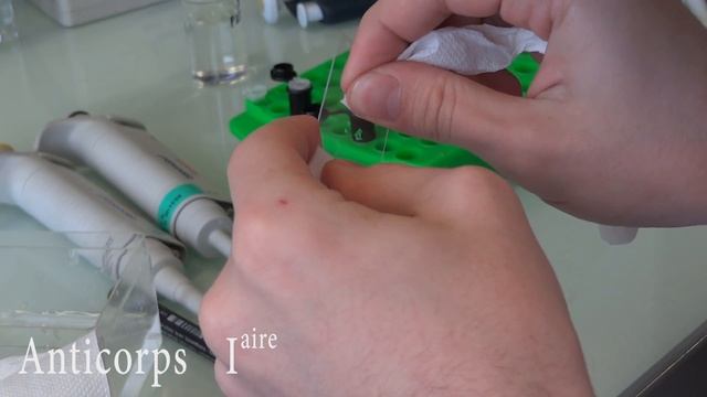 Immunofluorescence Indirecte - DAPI смотреть онлайн