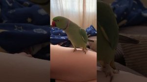 Говорящий ожереловый попугай Диалог