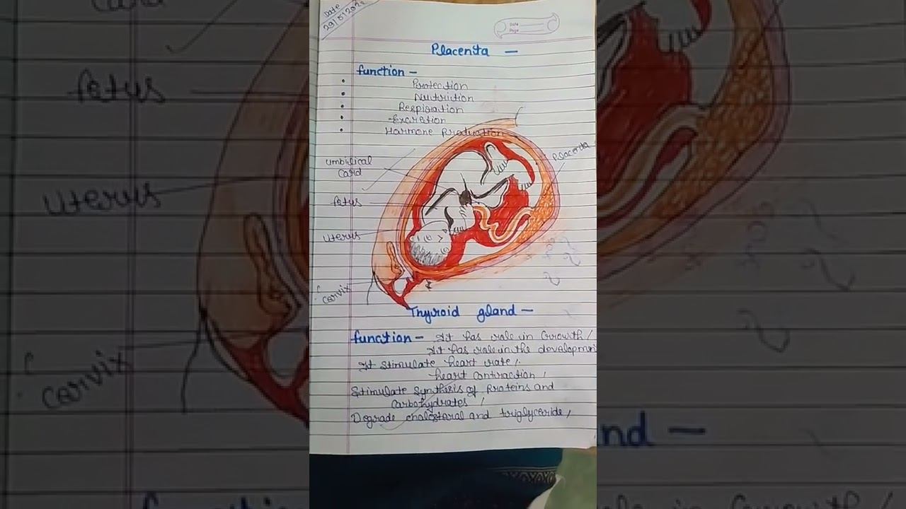 placenta|OBG|BscNsg-4 смотреть онлайн