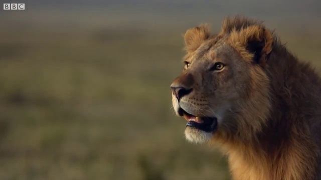 Geldim işte Dostum / Aslan смотреть онлайн