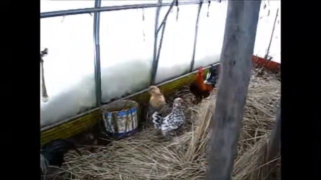 Наши первые куры смотреть онлайн
