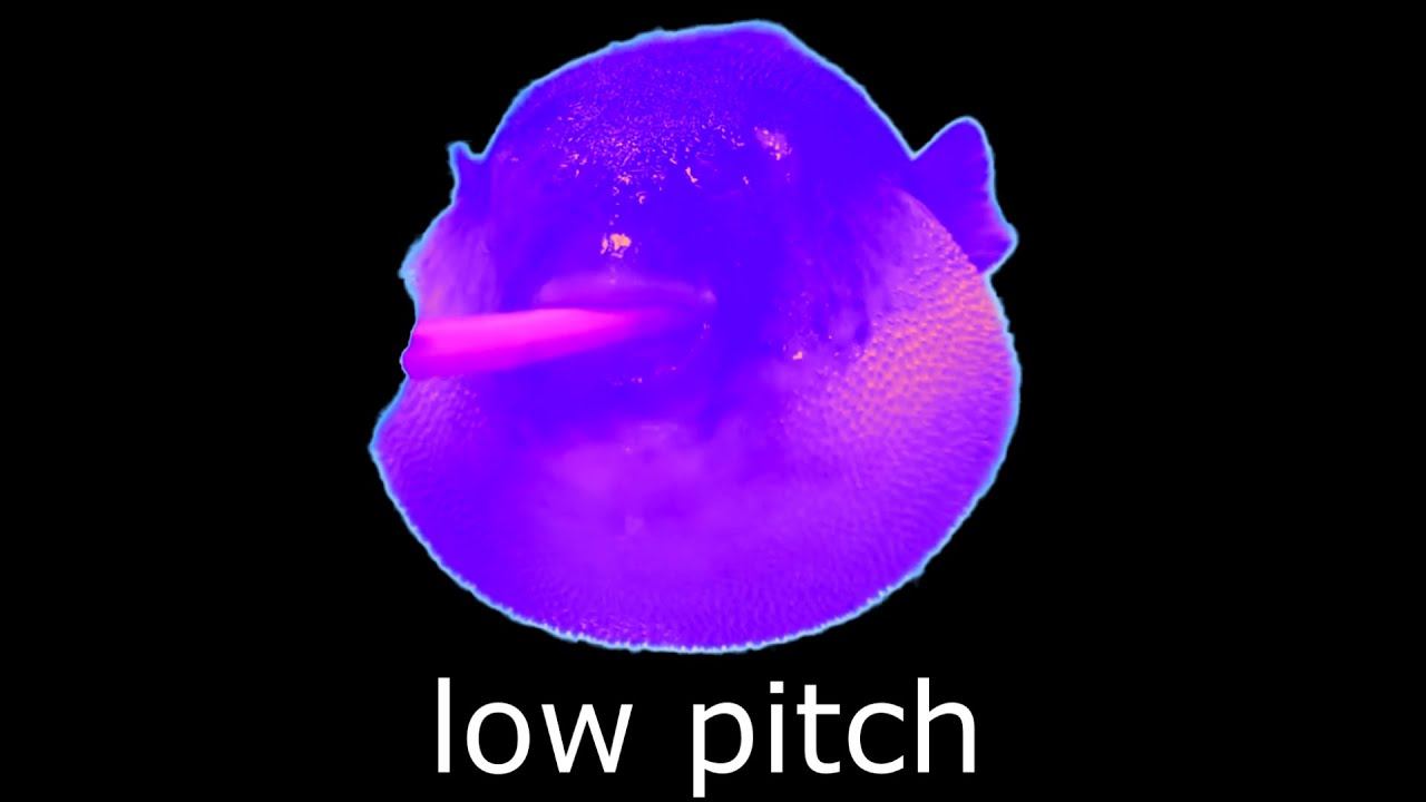 30 Puffer Fish Sound Variations