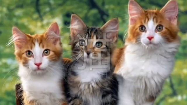 Sān zhī māo 三只猫 смотреть онлайн