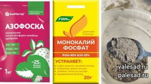 Скручиваются листья у рассады перца? 4 причины почему скручиваются листья и что можно сделать