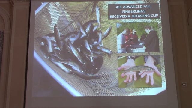 The re-introduction of walleye to Otsego Lake. смотреть онлайн