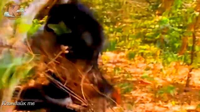 Львы не пожалели львицу и львят. Дикий мир в дикой природе.