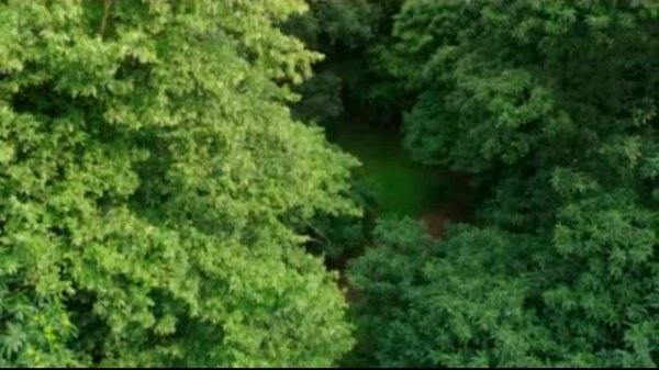 часть 2 царство растений