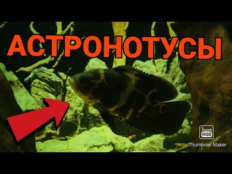 Астронотусы смотреть онлайн
