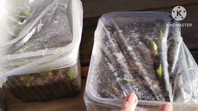 Лилии- размножение чешуйками