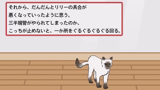 【2ch面白いスレ】猫の話をしようと思う。愛猫が亡くなった18歳だった 動物編#38【2chまとめ】 смотреть онлайн