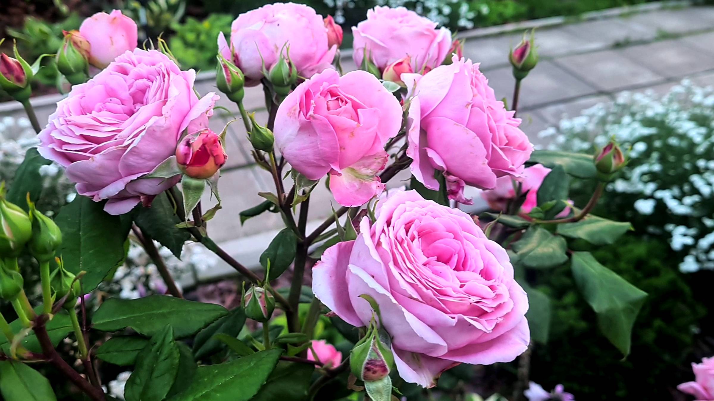 Цветут розы_ Ля Роз де Молинар, Ан-Софи Пик, Розалинд и другие на 25.09.24г. Ленобласть! смотреть онлайн