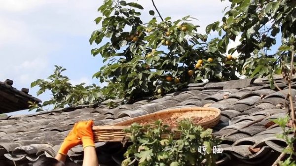 云南百年老树核桃，用来煮粥版碟凉菜正好！【滇西小哥】