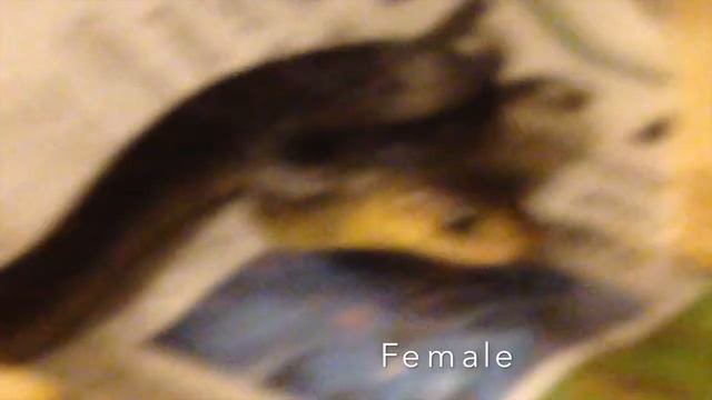 Guyana Yellowtail Cribos - March 16 2014 смотреть онлайн