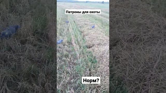 Патроны для охоты. В этот раз не сам снаряжал патроны для охоты,а взял покупные патроны 