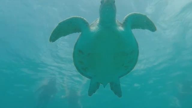 Diving Barbados (Sail Ipanema) смотреть онлайн